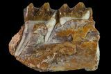 Fossil Horse (Mesohippus) Jaw Section - South Dakota #157476-1